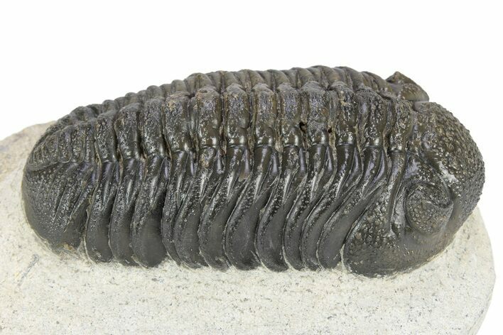 Fat Morocops Trilobite - Ofaten, Morocco #341174
